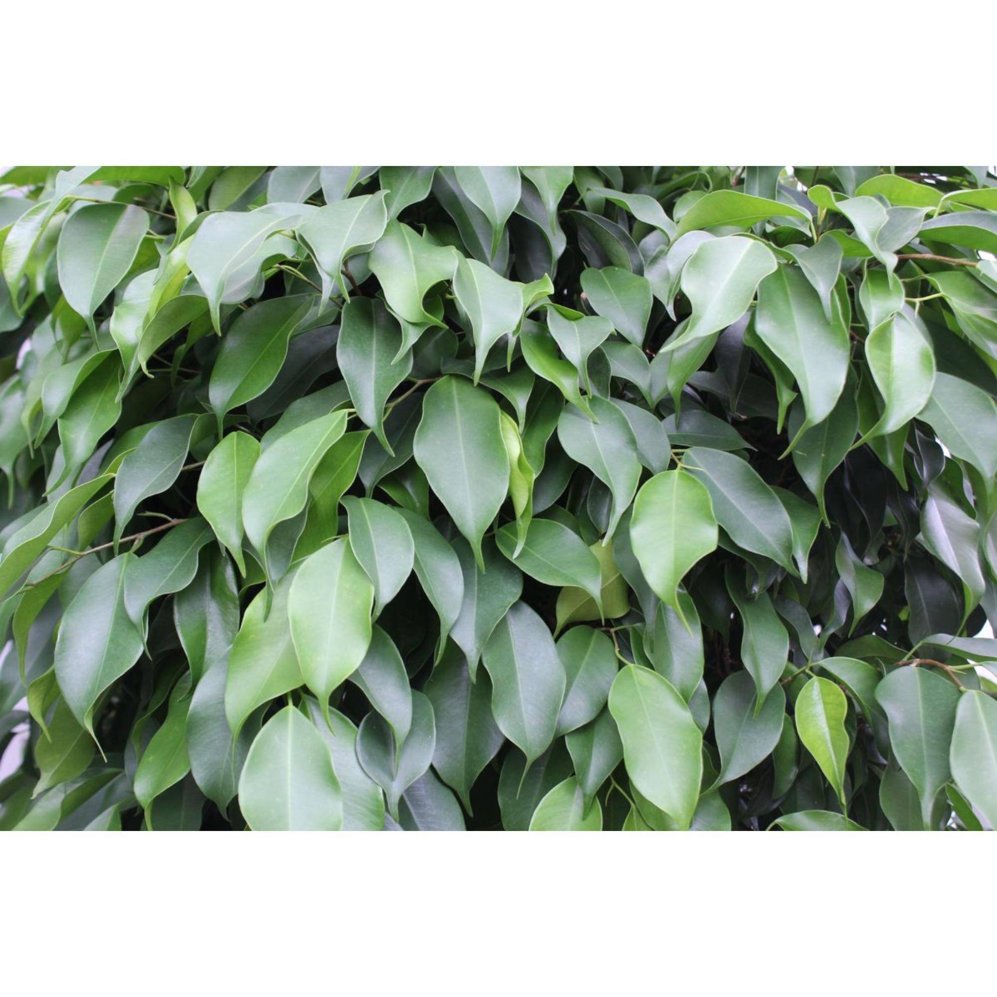 La Green Touch - Ficus boule Columnar 140cm - Plante d'intérieur- La Green Touch - Image 3