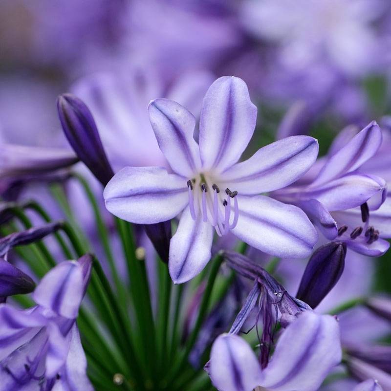 Promesse de Fleurs - Agapanthe hybride Star Poppin' Star (AMDB002) Pot de 2L/3L