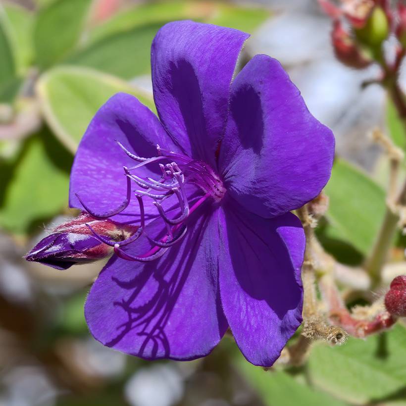 Promesse de Fleurs - Tibouchina Purle Moon Pot de 4L/5L