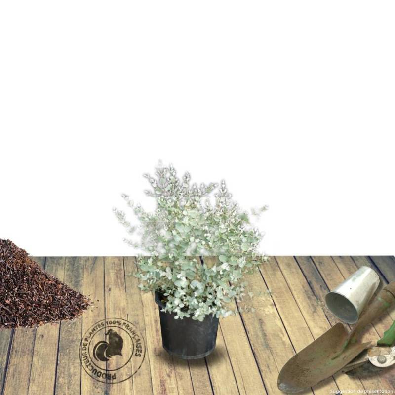 Eucalyptus gunni, Eucalyptus à feuilles rondes, Gommier cidre - Pot de 4L - 60/100 cm - Image 9