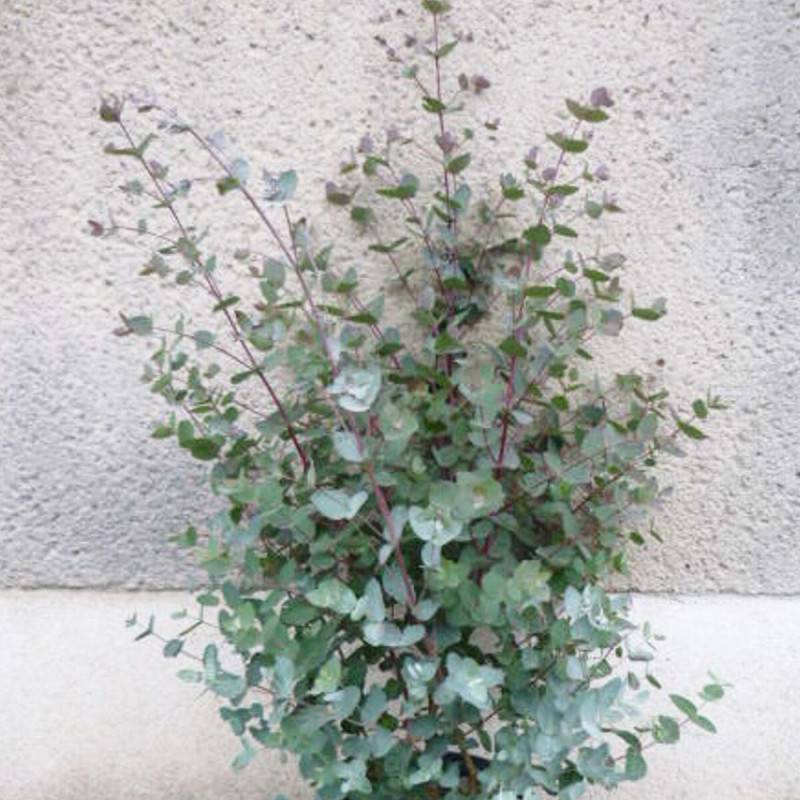Eucalyptus gunni, Eucalyptus à feuilles rondes, Gommier cidre - Pot de 4L - 60/100 cm - Image 7