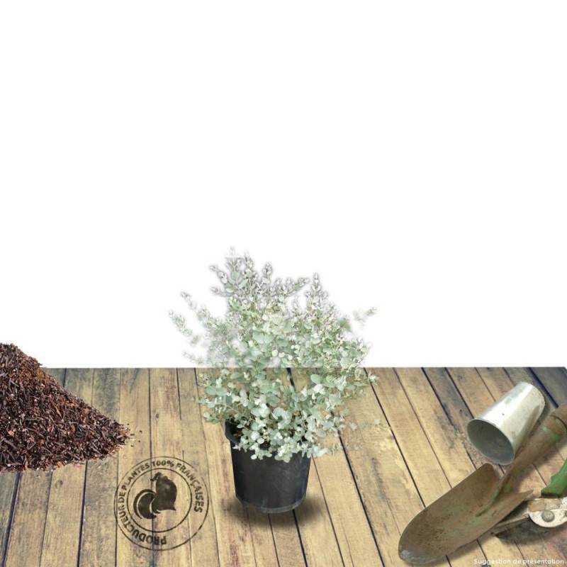 Eucalyptus gunni, Eucalyptus à feuilles rondes, Gommier cidre - Pot de 4L - 60/100 cm - Image 8