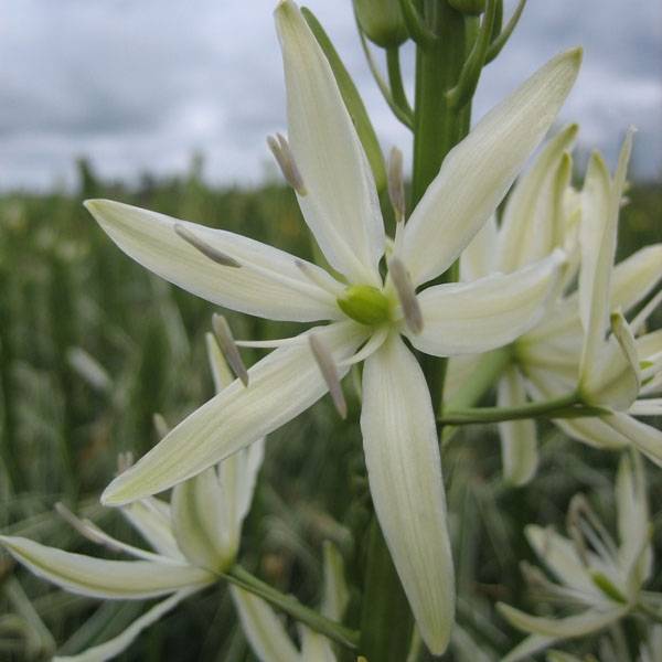 Promesse de Fleurs - Camassia leichtlinii Sacajawea Bulbe calibre 14+ (par 3)