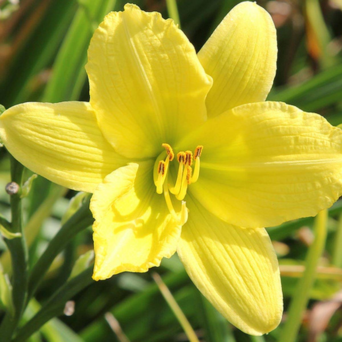 Promesse de Fleurs - Hémérocalle Green Flutter - Lis d'un Jour blanc verdâtre Godet de 8/9 cm