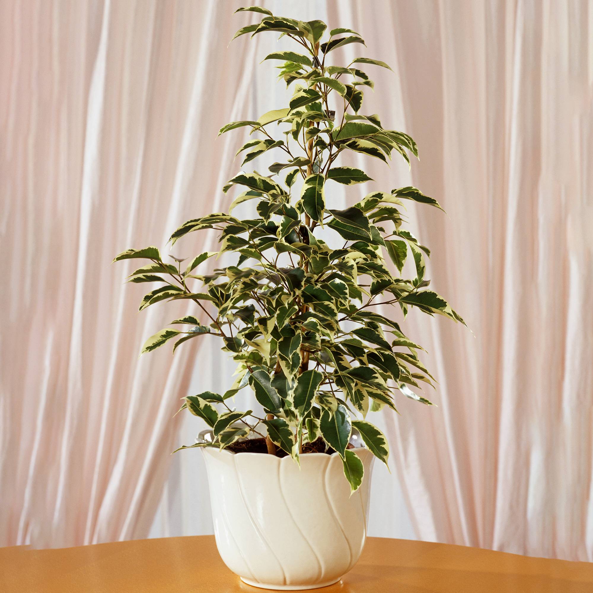 Gardenersdream - Ficus Starlight | Meilleures Plantes D'Intérieur En Cadeaux | Plante En Maison En Pot (30-40 Cm Avec Pot) - GardenersDream - Image 1