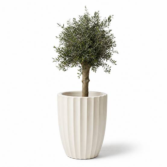 Lot olivier + pot HUGO 55x71cm crème - Image 2