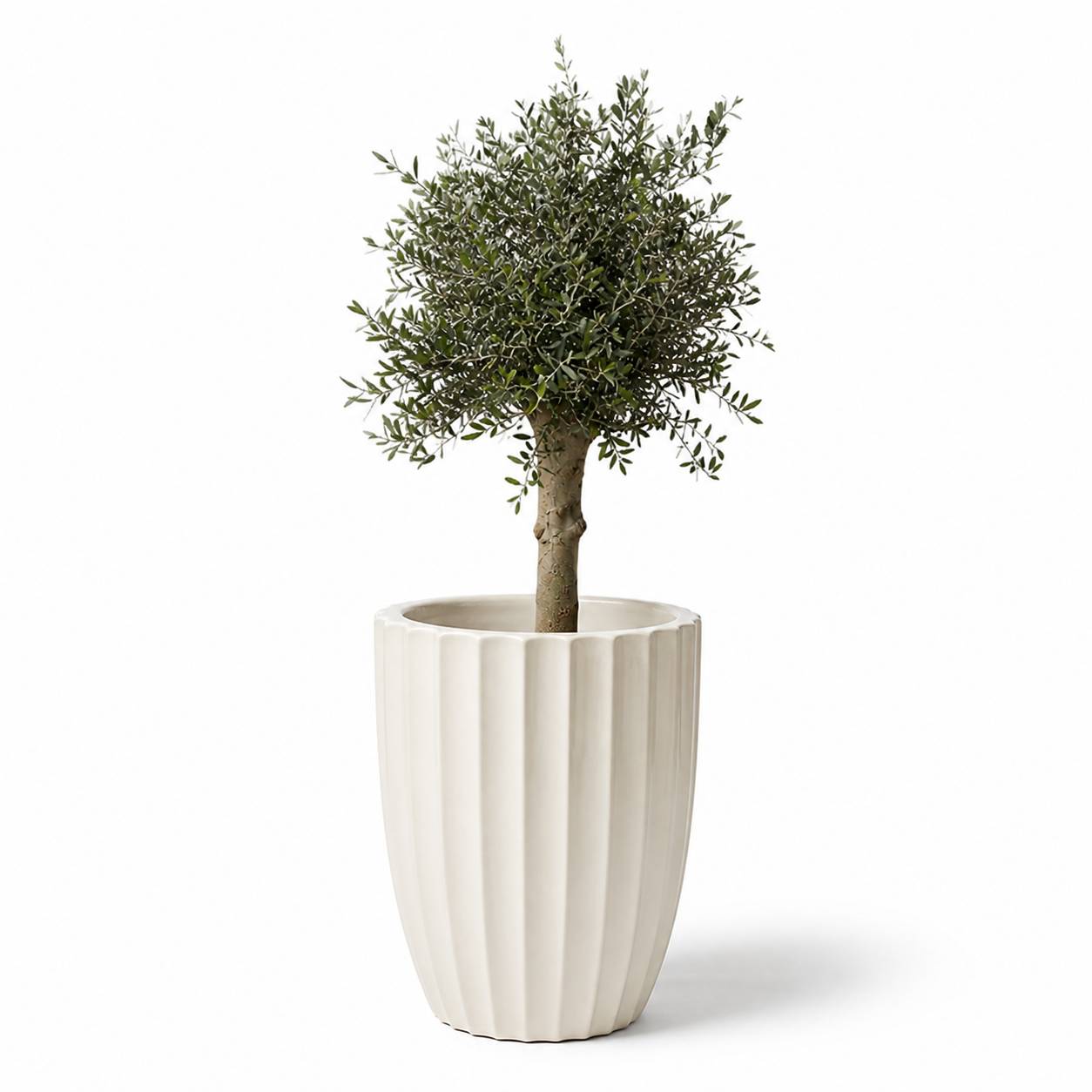 Lot olivier + pot HUGO 55x71cm crème - Image 2