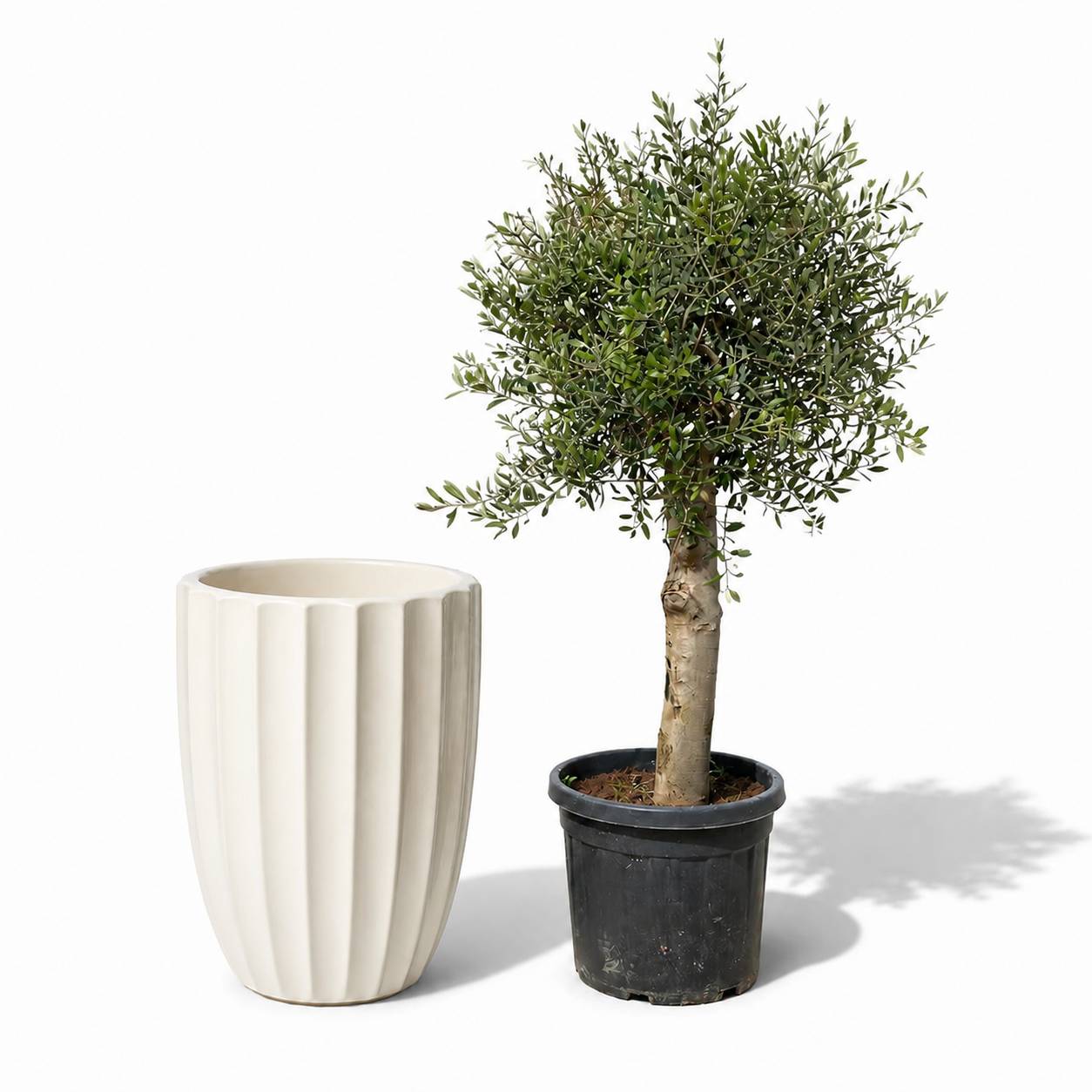 Lot olivier + pot HUGO 55x71cm crème - Image 1