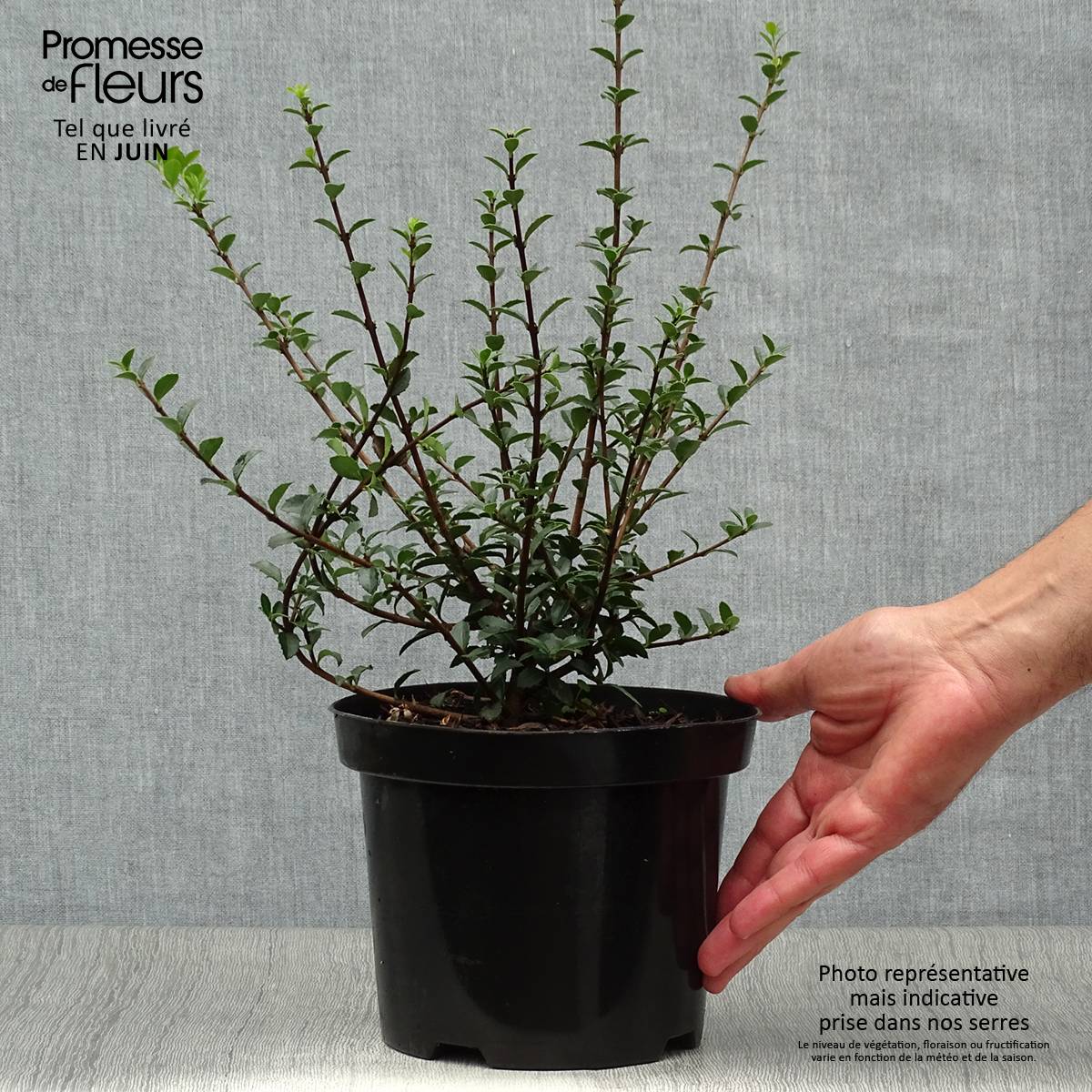 Promesse de Fleurs - Osmanthus delavayi - Osmanthe de Delavay Pot de 2L/3L - Image 2