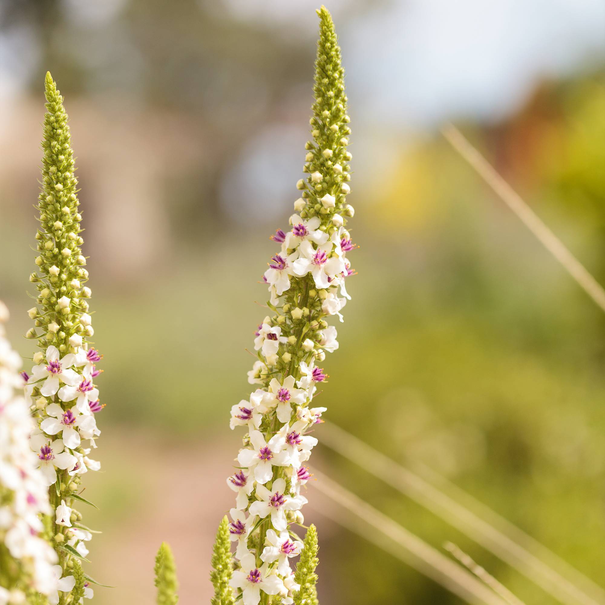 Graines de Verbascum chaixii Album - Molène de Chaix. le sachet de 12 graines environ