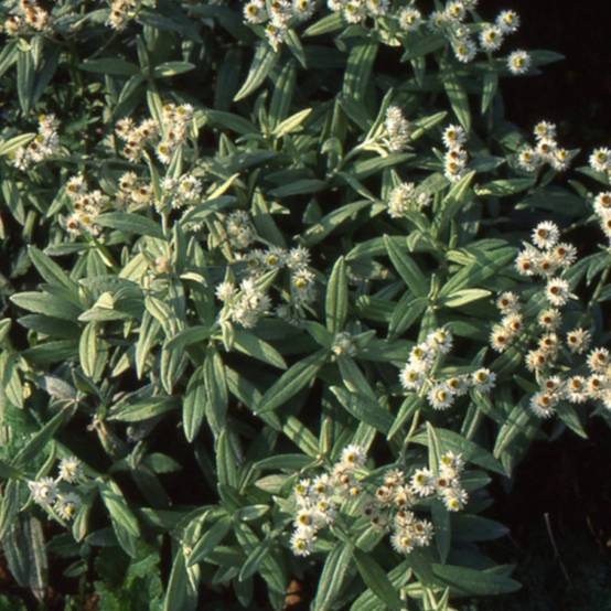 Immortelle de l'Himalaya à fleurs Blanche/ - feuillage Semi-Persistant - Lot de 9 godets - Image 2