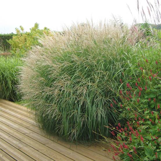 Miscanthus sinensis Adagio - Roseau de Chine Godet de 8/9 cm