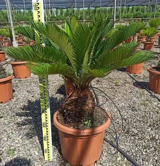 Sans Marque - Cycas revoluta (Cycas du japon-Sagou) SPÉCIMEN Taille:Tronc de 110/120cm- Total 200/225cm - Image 1