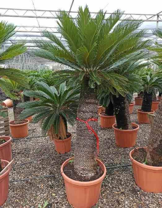 Sans Marque - Cycas revoluta (Cycas du japon-Sagou) SPÉCIMEN Taille:Tronc de 110/120cm- Total 200/225cm - Image 7