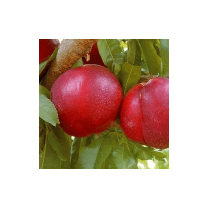 Nectarinier 'Nectared 4' (Prunus persica 'Nectared 4') - Scion de 150cm - Pépinières Naudet - Image 5