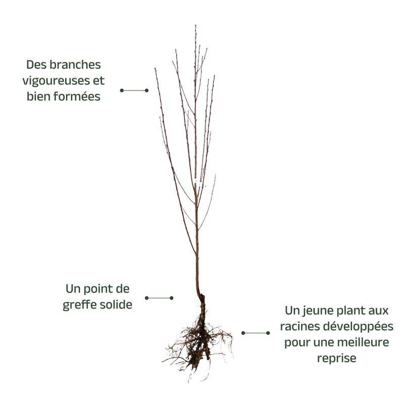 Nectarinier 'Nectared 4' (Prunus persica 'Nectared 4') - Scion de 150cm - Pépinières Naudet - Image 3