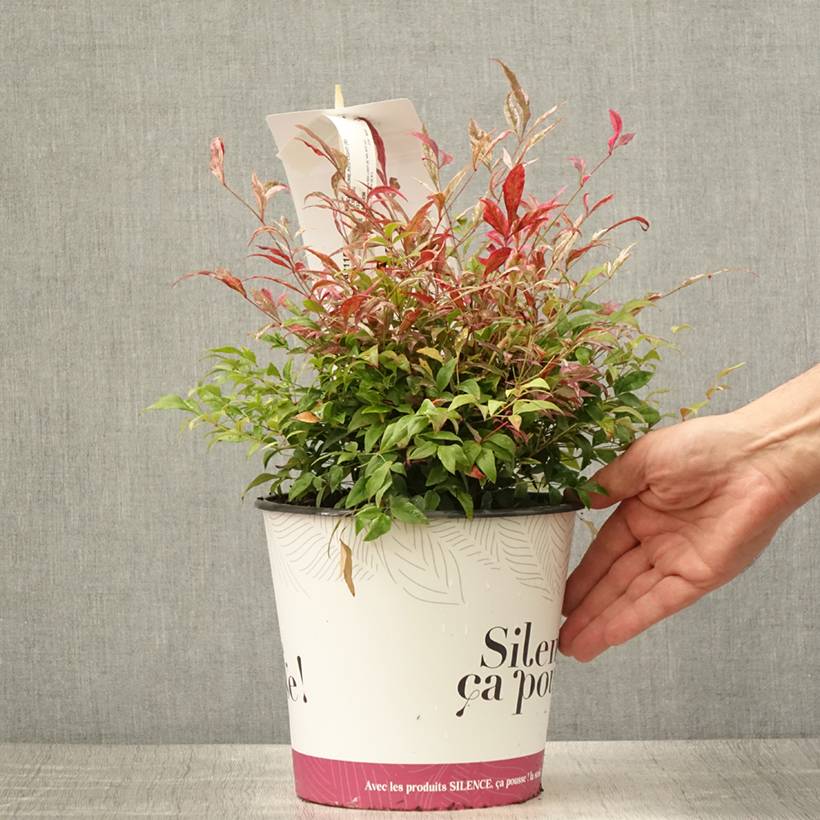 Nandina domestica Red Light - Bambou sacré nain Pot de 3L/4L - Image 2