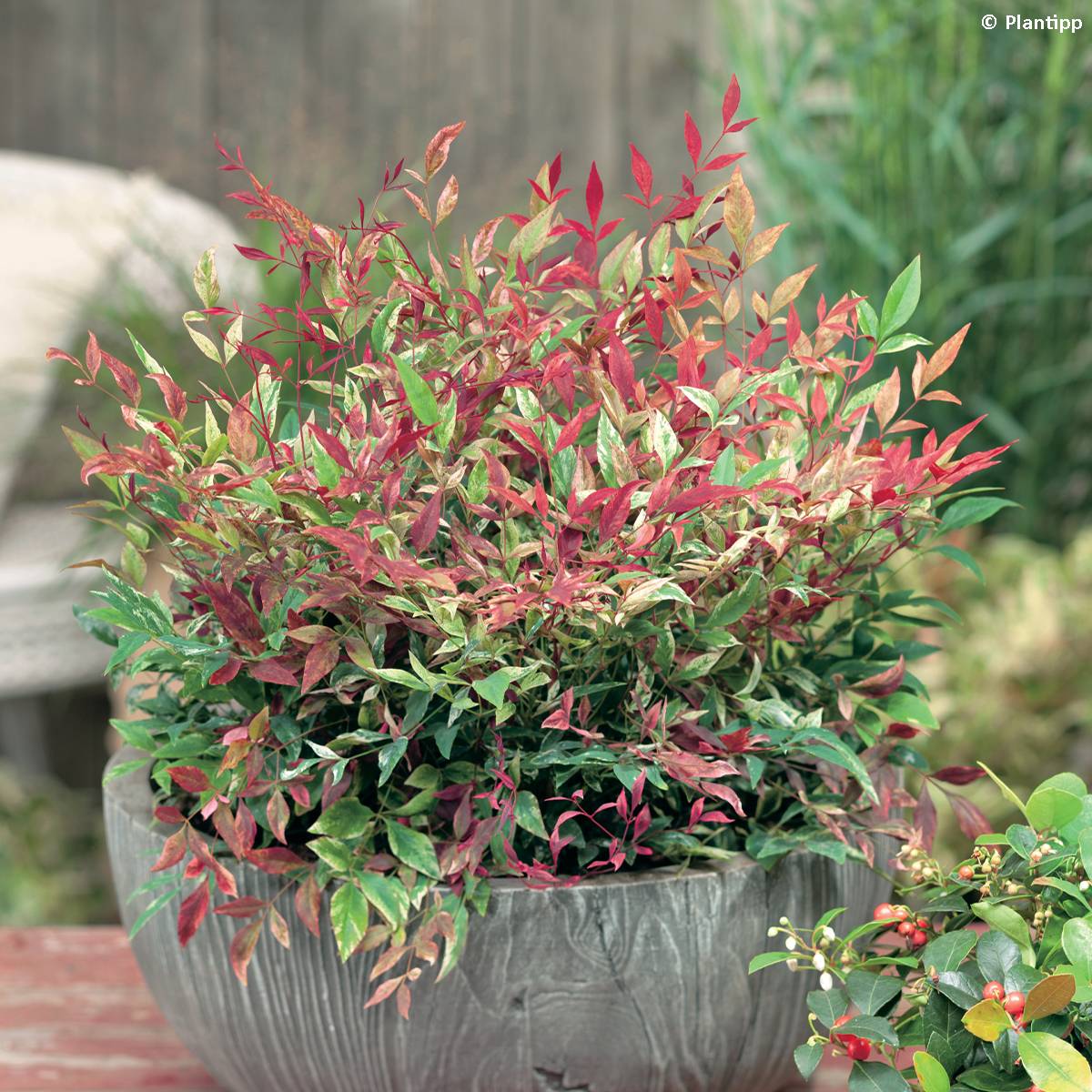 Nandina domestica Red Light - Bambou sacré nain Pot de 3L/4L - Image 1