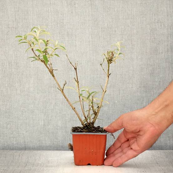 Buddleia davidii White Profusion - Arbre aux papillons Godet de 8/9 cm - Image 2