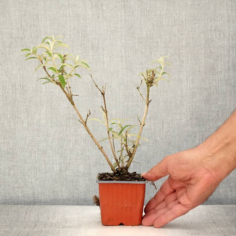 Buddleia davidii White Profusion - Arbre aux papillons Godet de 8/9 cm - Image 2