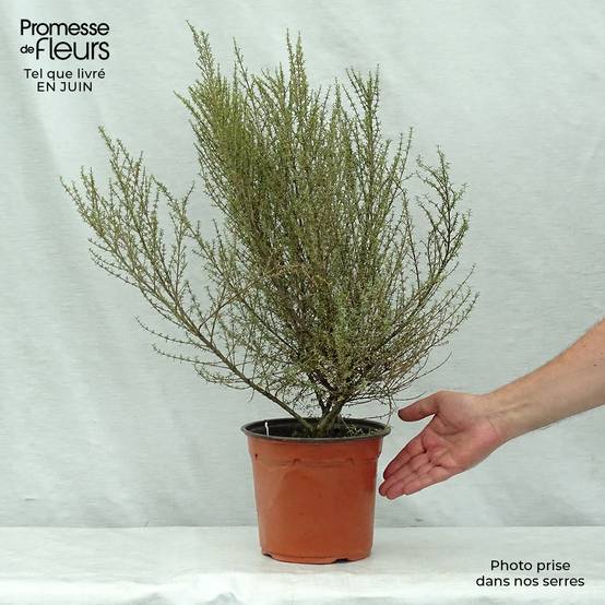 Olearia solandri Aurea Pot de 2L/3L - Image 2