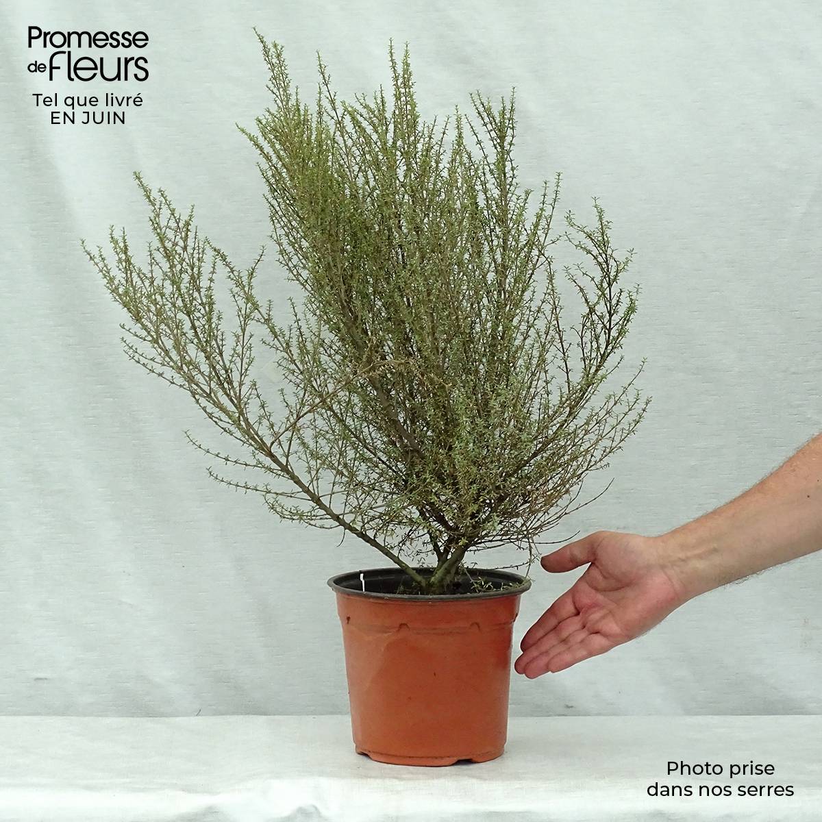 Olearia solandri Aurea  Pot de 2L/3L - Image 2
