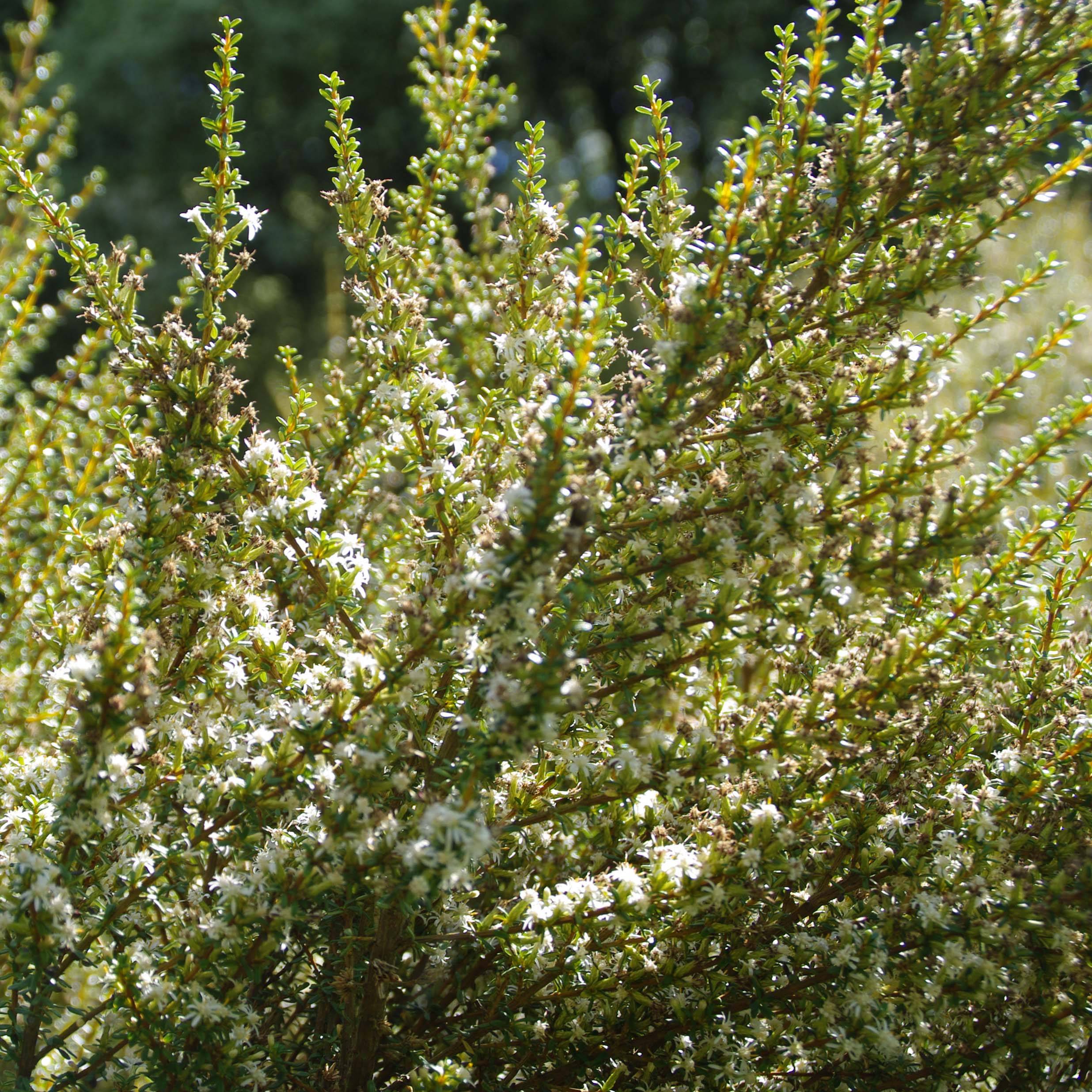 Olearia solandri Aurea  Pot de 2L/3L - Image 1