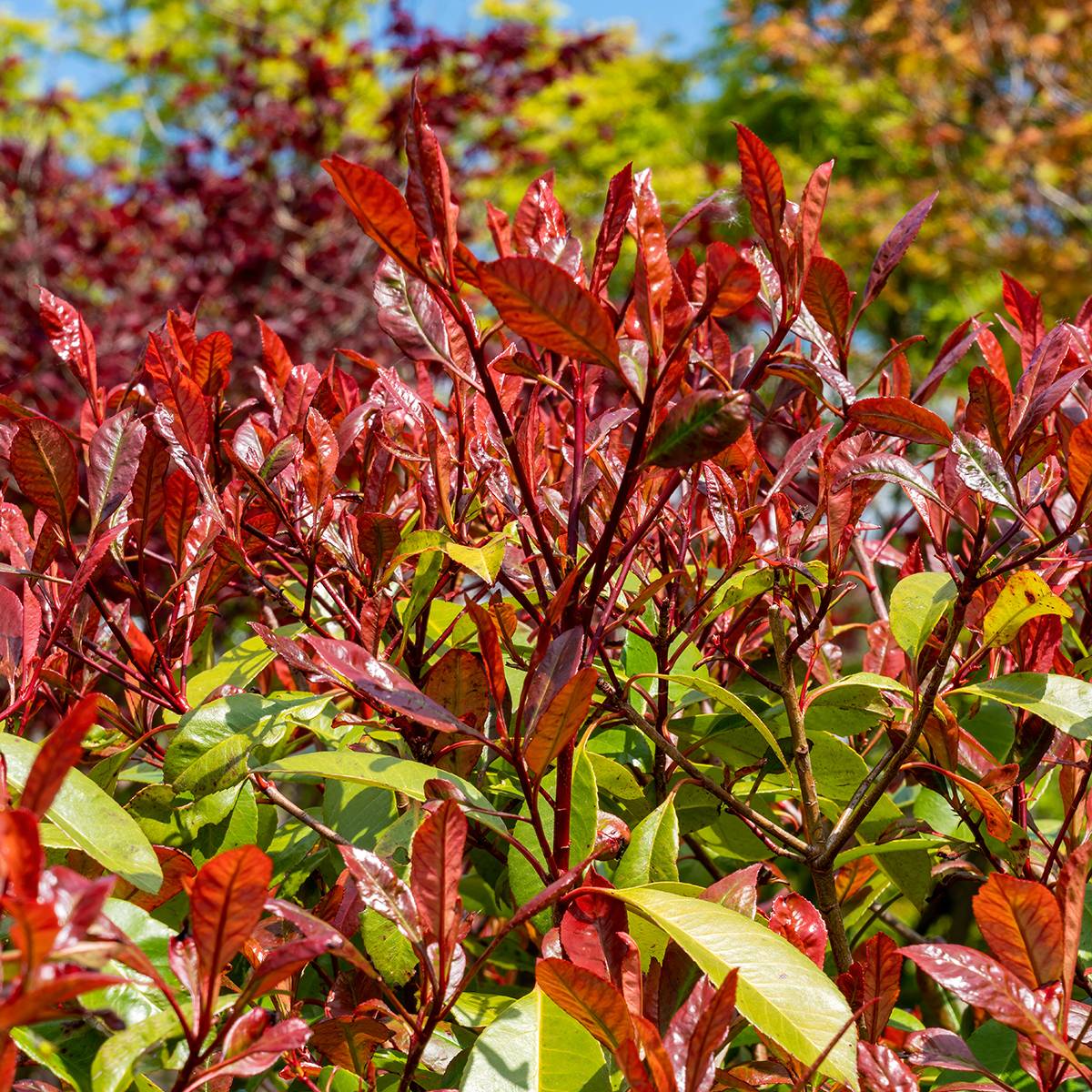 Promesse de Fleurs - Photinia fraseri Red Select Pot de 3L/4L