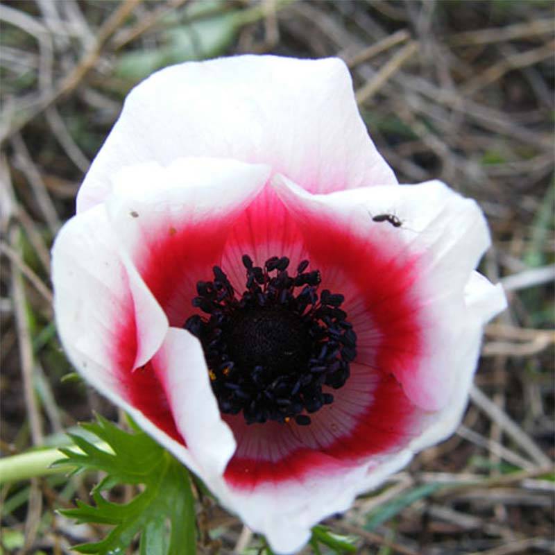 Promesse de Fleurs - Anemone coronaria Bicolor - Anémone de Caen Bulbe calibre 4+ (par 10)