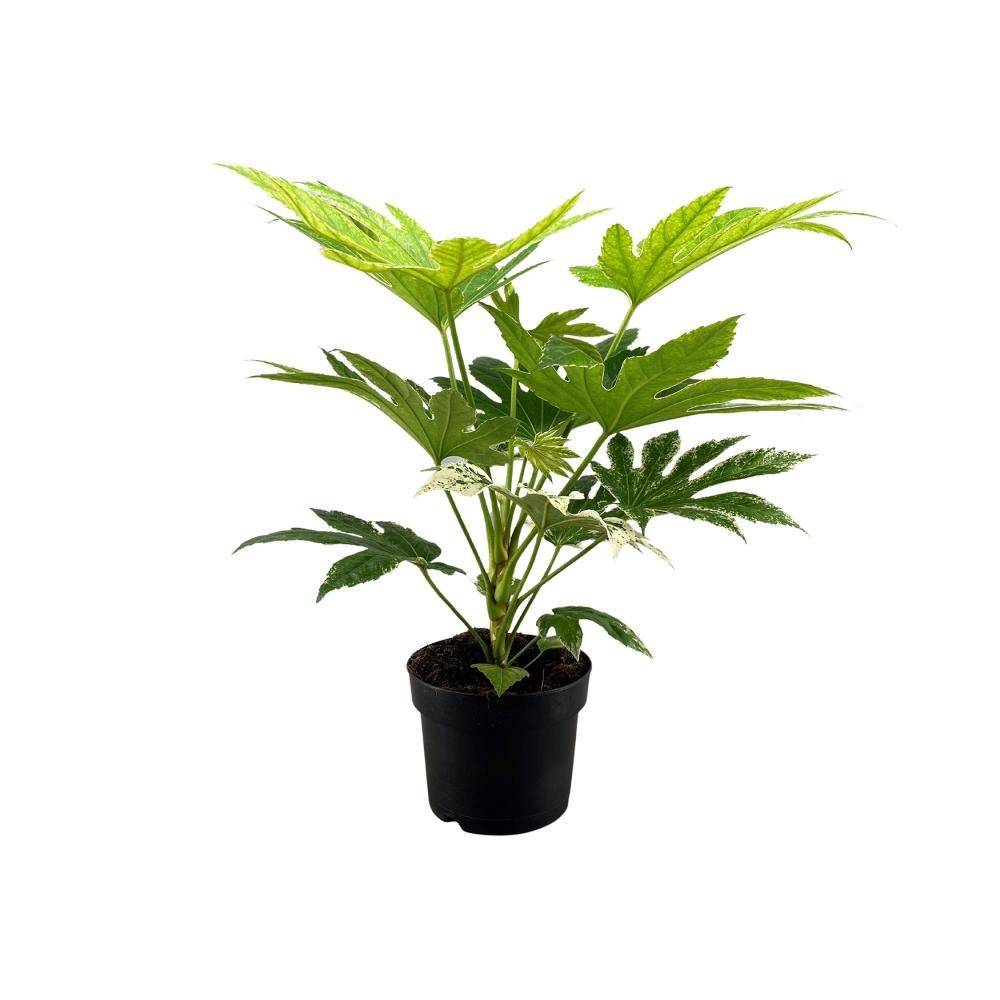 Fatsia Japonica 50cm - Plante d'intérieur- La Green Touch