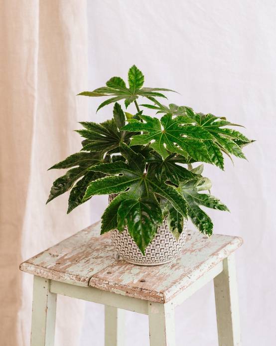 Fatsia Japonica 50cm - Plante d'intérieur- La Green Touch - Image 2