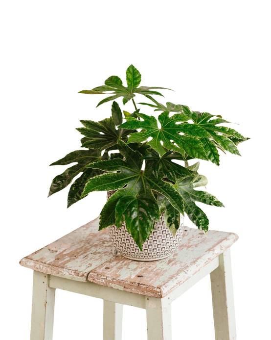 Fatsia Japonica 50cm - Plante d'intérieur- La Green Touch - Image 3
