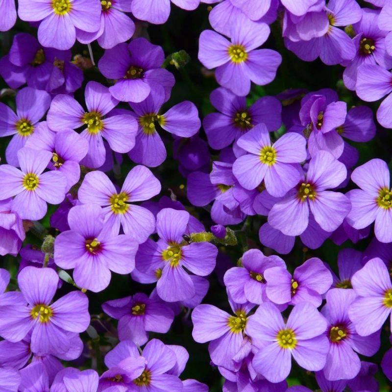 3 Aubriètes 'Hürth' (Aubrieta 'Hürth') - Lot de 3 vivaces - Pépinières Naudet - Image 1