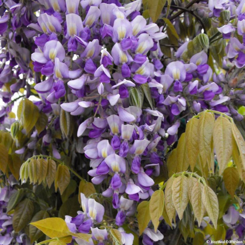 Promesse de Fleurs - Glycine Grande Diva Nathalie - Wisteria (x) venusta Pot de 1L/1,5L, Plant greffé