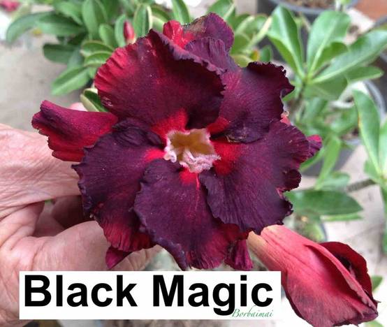 Sans Marque - Adenium obesum cv. Magie Noire Couleur floraison:Noir - Caudex d'environ 150g - Image 1