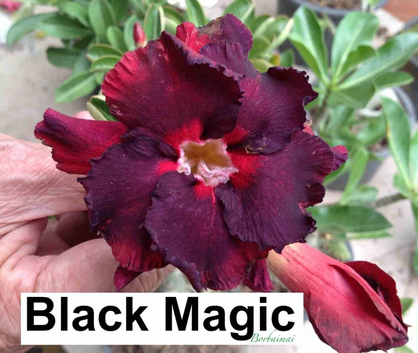 Sans Marque - Adenium obesum cv. Magie Noire Couleur floraison:Noir - Caudex d'environ 150g - Image 1