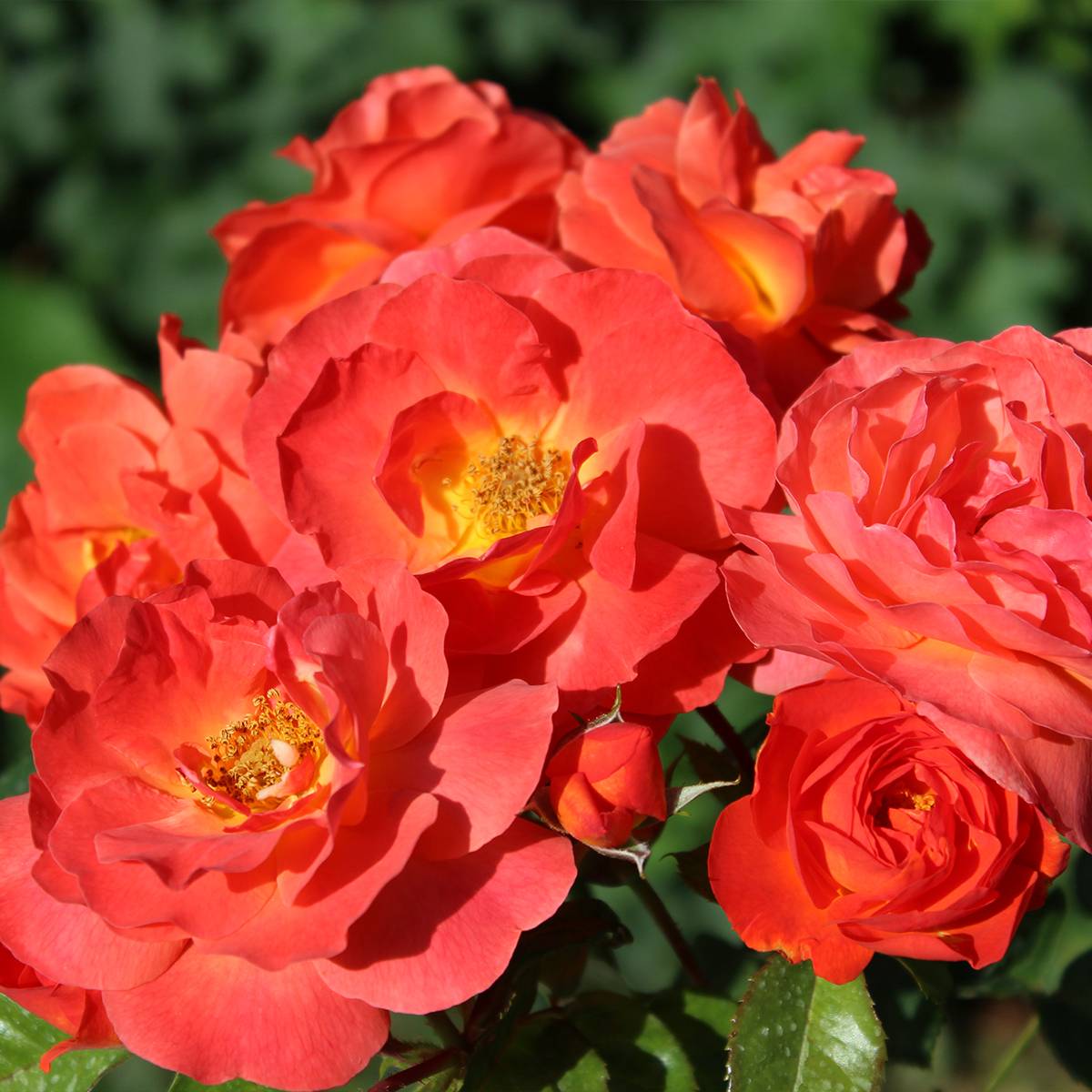 Promesse de Fleurs - Rosier à fleurs groupées Salto Racines nues en motte