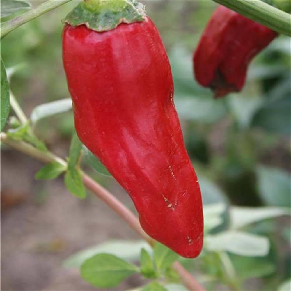 Piment de la Bresse Bio - Ferme de Sainte Marthe le sachet de 30 graines environ (Sachet de 30 grainesg)