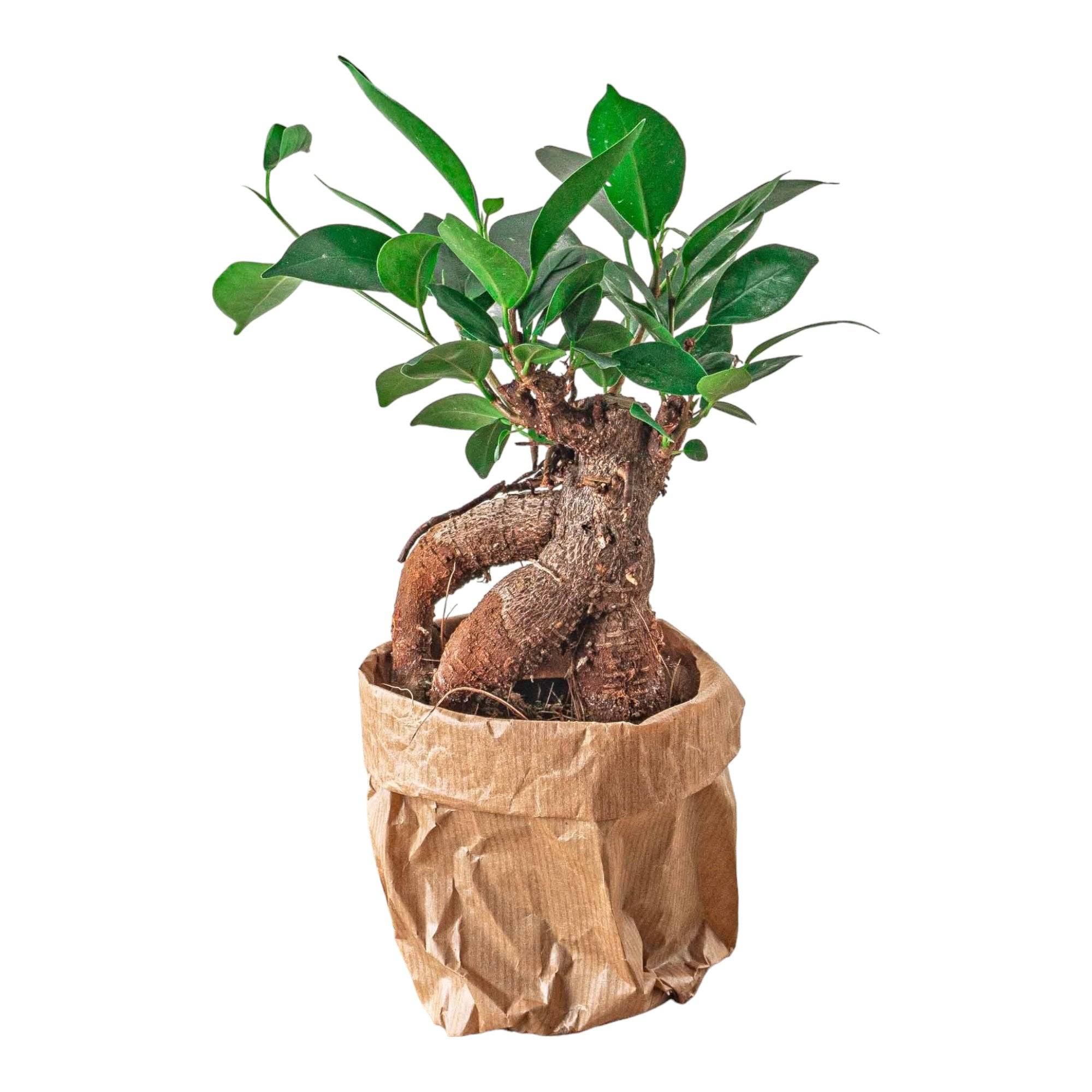 La Green Touch - Ficus microcarpa ginseng