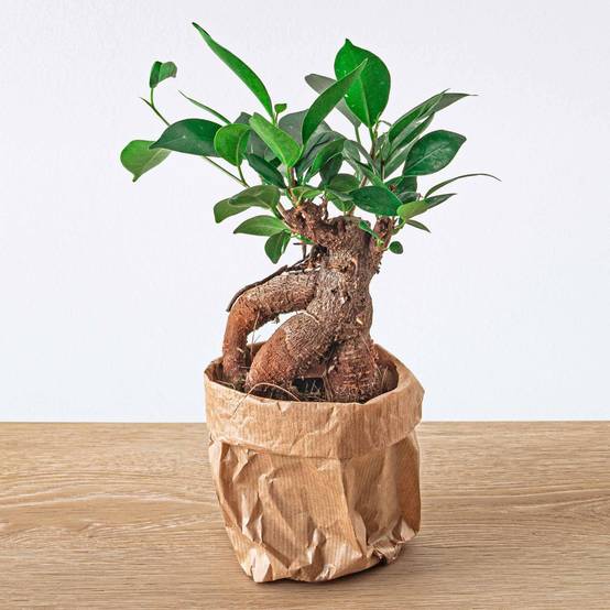 La Green Touch - Ficus microcarpa ginseng - Image 2