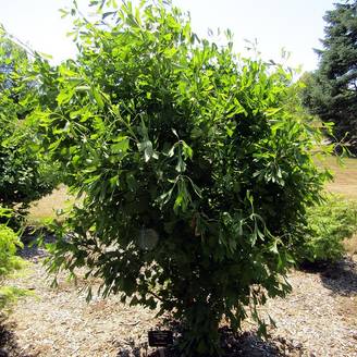 Ginkgo biloba Saratoga - Arbre aux quarante écus Pot de 6L/7L