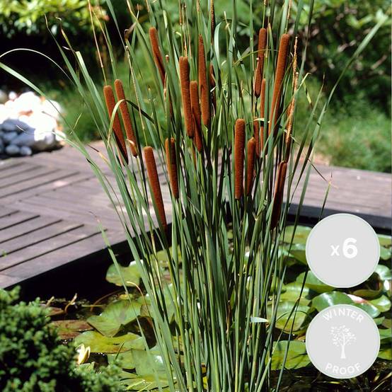 Lot de 6 - Typha Latifolia - Grand Massette - Cigare des marais - H. 15-25 cm - P. 9 cm - Image 4
