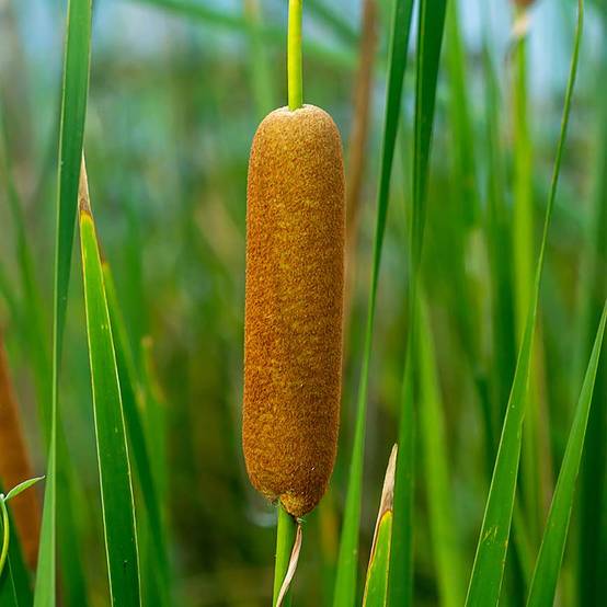 Lot de 6 - Typha Latifolia - Grand Massette - Cigare des marais - H. 15-25 cm - P. 9 cm - Image 2