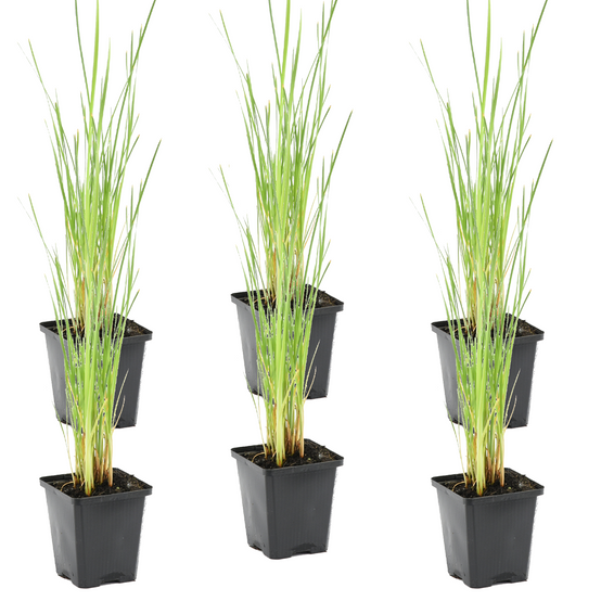 Lot de 6 - Typha Latifolia - Grand Massette - Cigare des marais - H. 15-25 cm - P. 9 cm - Image 1