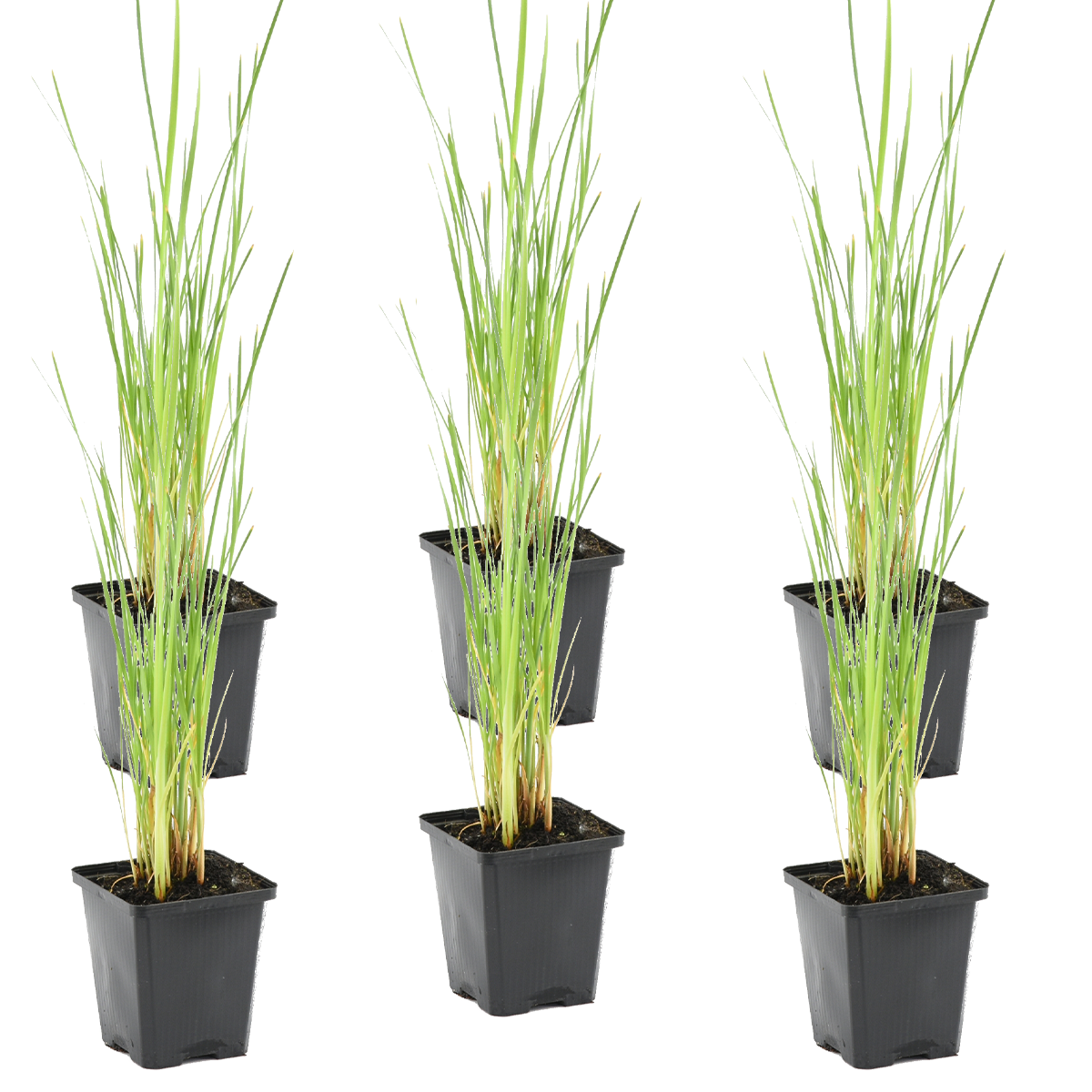 Lot de 6 - Typha Latifolia - Grand Massette - Cigare des marais - H. 15-25 cm - P. 9 cm - Image 1