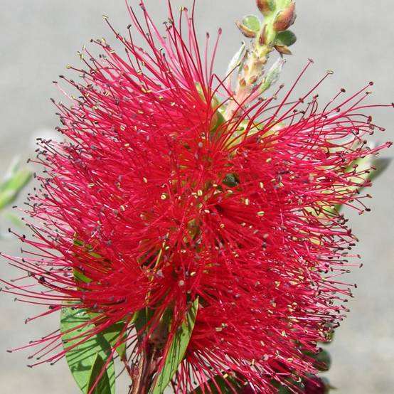 Rince-bouteilles laevis, Callistemon à fleurs Rouge/ - feuillage Persistant - Pot de 3L - 40/60 cm