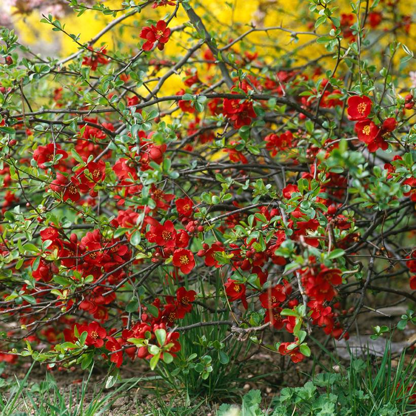 Promesse de Fleurs - Cognassier du Japon Crimson and Gold - Chaenomeles superba Pot de 4L/5L - Image 1