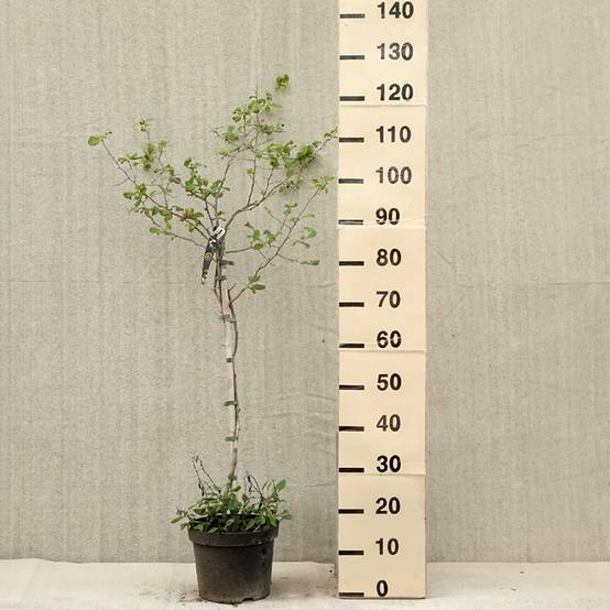 Promesse de Fleurs - Cognassier du Japon Crimson and Gold - Chaenomeles superba Pot de 4L/5L - Image 2