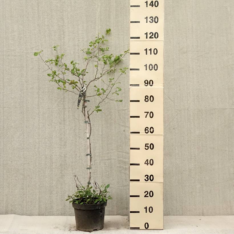 Promesse de Fleurs - Cognassier du Japon Crimson and Gold - Chaenomeles superba Pot de 4L/5L - Image 2