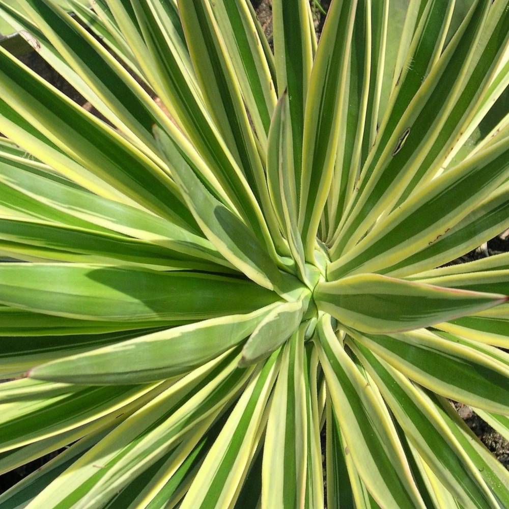 Yucca filamenteux Color Guard à fleurs Blanche - feuillage Persistant - Pot de 3L - 20/40 cm- hauteur à maturité De 0,50 m à 1,00 m - Image 1
